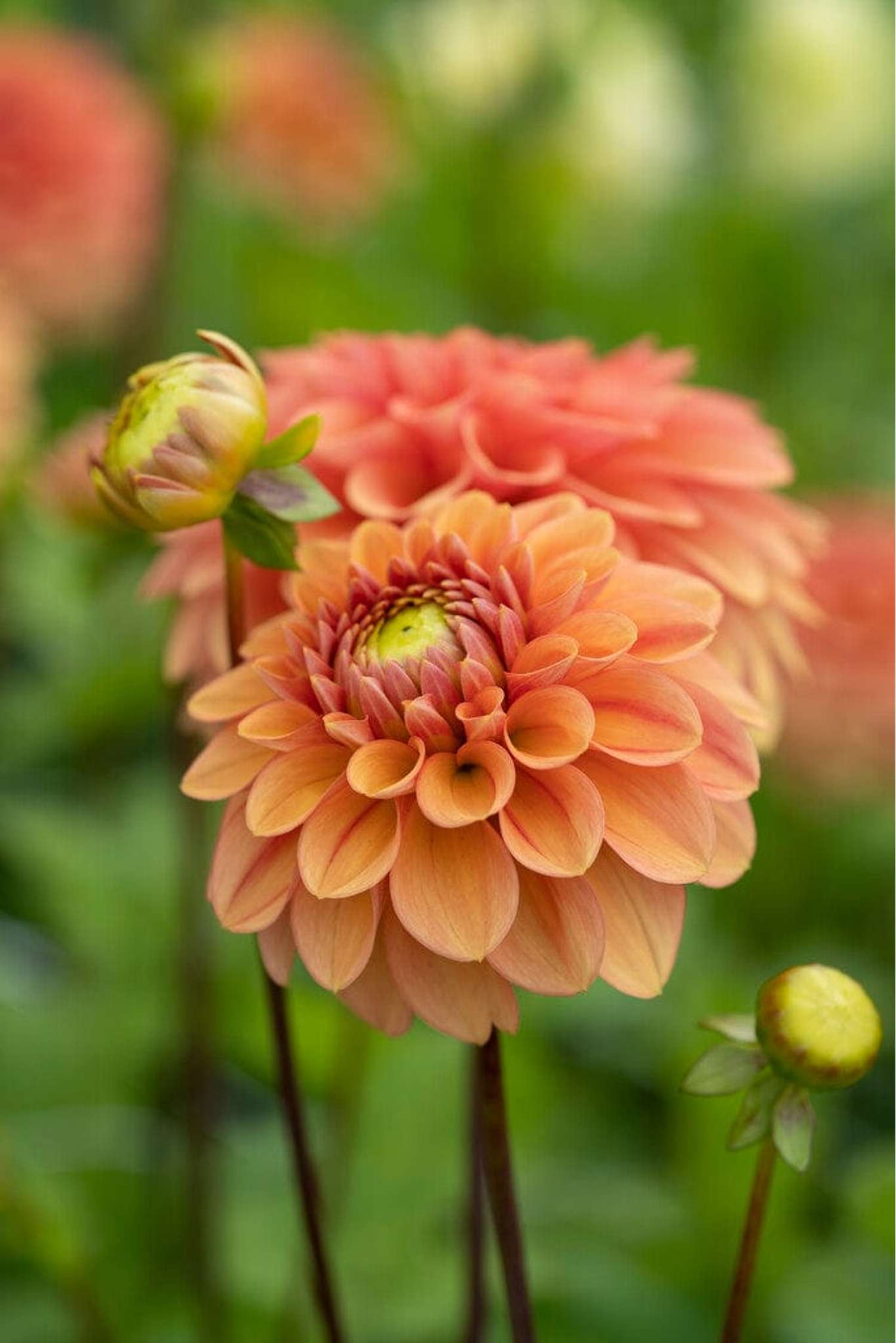 Dahlie 'Iced Tea'